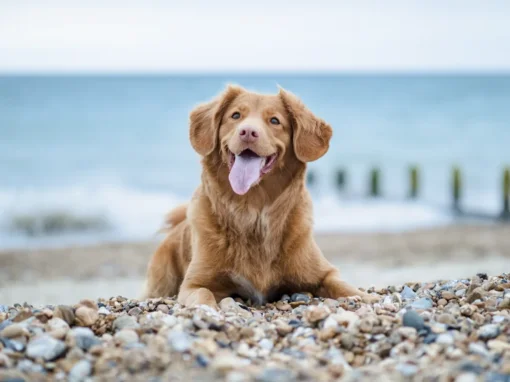 Dog Plus Test